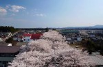 Famous sakura trees bloom in abandoned Fukushima town - 1