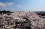 Famous sakura trees bloom in abandoned Fukushima town - 2