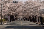 Famous sakura trees bloom in abandoned Fukushima town - 4