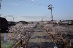 Famous sakura trees bloom in abandoned Fukushima town - 5