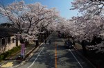 Famous sakura trees bloom in abandoned Fukushima town - 3