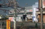 Famous sakura trees bloom in abandoned Fukushima town - 8