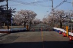 Famous sakura trees bloom in abandoned Fukushima town - 6