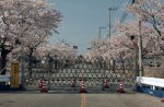 Famous sakura trees bloom in abandoned Fukushima town - 7