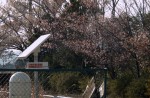Famous sakura trees bloom in abandoned Fukushima town - 10