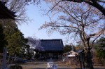 Famous sakura trees bloom in abandoned Fukushima town - 11
