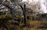 Famous sakura trees bloom in abandoned Fukushima town - 14