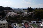 Famous sakura trees bloom in abandoned Fukushima town - 15