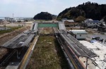 Famous sakura trees bloom in abandoned Fukushima town - 19
