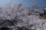 Famous sakura trees bloom in abandoned Fukushima town - 33