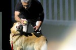 Dog whisperer Cesar Millan back in S'pore on May 2 - 3