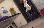 Shocking video shows guy dangling dog by its neck on leash  - 3