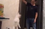 Shocking video shows guy dangling dog by its neck on leash  - 5