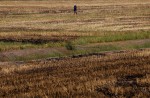 Drought hits hard in Thailand - 6