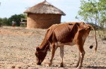 Extreme weather around the world: Drought in Africa - 11