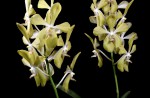 S'pore Orchid hybrids named after Lee Kuan Yew and wife - 4