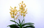 S'pore Orchid hybrids named after Lee Kuan Yew and wife - 3