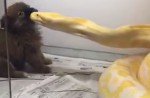 Snake draws close to puppy and strangles it later - 1