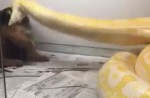 Snake draws close to puppy and strangles it later - 2