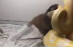 Snake draws close to puppy and strangles it later - 3