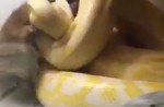 Snake draws close to puppy and strangles it later - 4