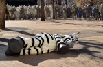 Tokyo zoo stages 'zebra escape' - 4