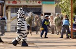 Tokyo zoo stages 'zebra escape' - 6