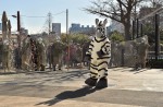 Tokyo zoo stages 'zebra escape' - 7