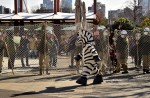 Tokyo zoo stages 'zebra escape' - 15