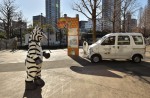 Tokyo zoo stages 'zebra escape' - 13