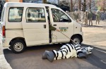 Tokyo zoo stages 'zebra escape' - 14