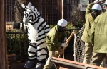 Tokyo zoo stages 'zebra escape' - 17