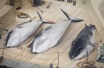 Japan keeps hunting whales - 9
