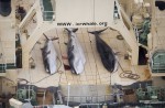 Japan keeps hunting whales - 8
