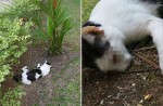 Cats found dead in Yishun and other parts of Singapore - 5