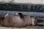 Cats found dead in Yishun and other parts of Singapore - 6