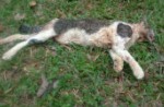 Cats found dead in Yishun and other parts of Singapore - 16
