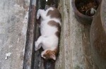 Cats found dead in Yishun and other parts of Singapore - 18