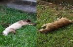 Cats found dead in Yishun and other parts of Singapore - 21