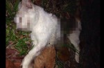 Cats found dead in Yishun and other parts of Singapore - 22
