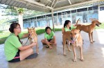 Volunteers help care for dogs at animal shelters - 3