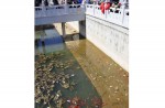 Chinese tourists are killing koi by throwing dollar notes into pond - 2