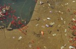 Chinese tourists are killing koi by throwing dollar notes into pond - 3