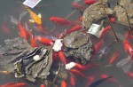 Chinese tourists are killing koi by throwing dollar notes into pond - 1