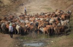 Drought hits hard in Thailand - 1