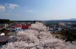 Famous sakura trees bloom in abandoned Fukushima town - 0