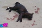 Cats found dead in Yishun and other parts of Singapore - 0