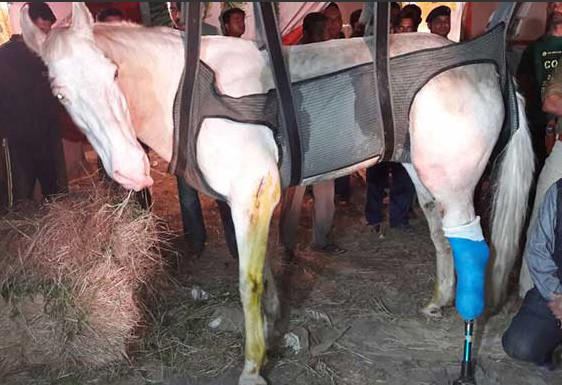 'Attacked' Indian horse buried with police honours