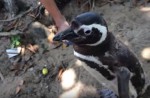 Penguin visits rescuer in Brazil every year - 1