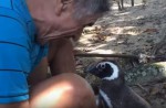 Penguin visits rescuer in Brazil every year - 6